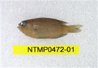 藏品(雷克斯刻齒雀鯛)的圖片